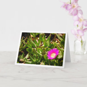 Hottentot Fig Ground Creeping Ice Plant Card