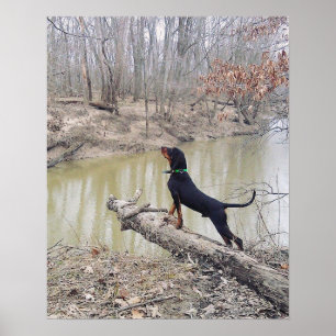 Hound Dog At The River Poster