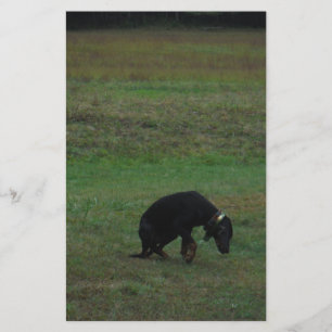 Hound dog giving up the chase stationery