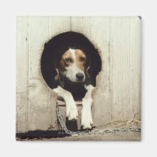 Hound dog in dog house magnet