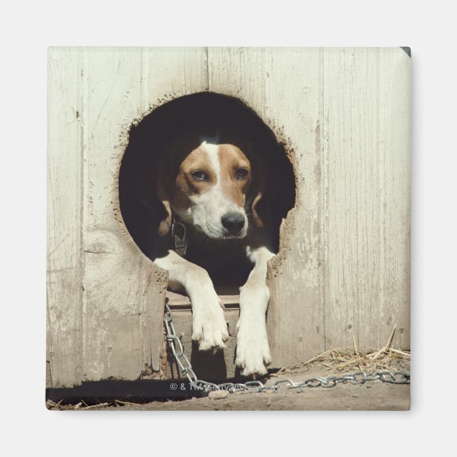 Hound dog in dog house magnet (Front)