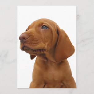 Hound Dog Invitation