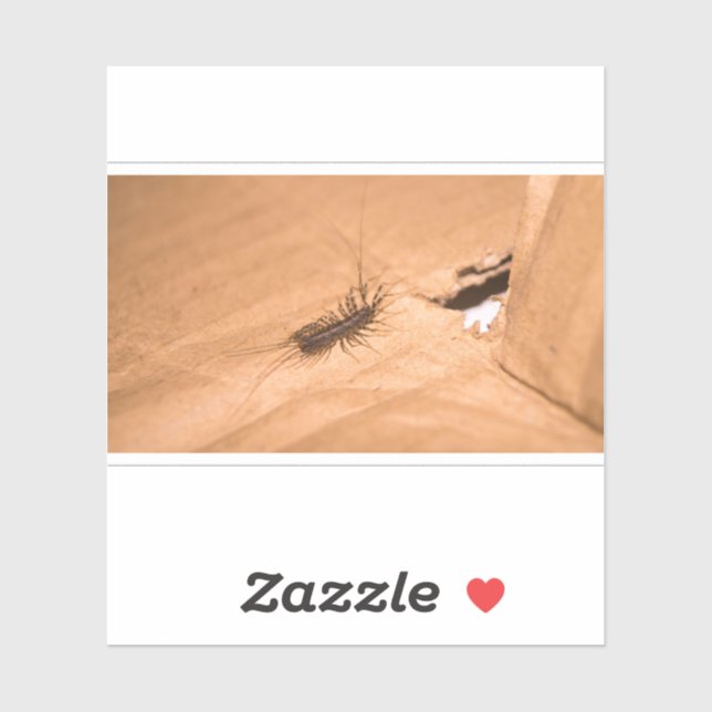 House Centipede (Sheet)