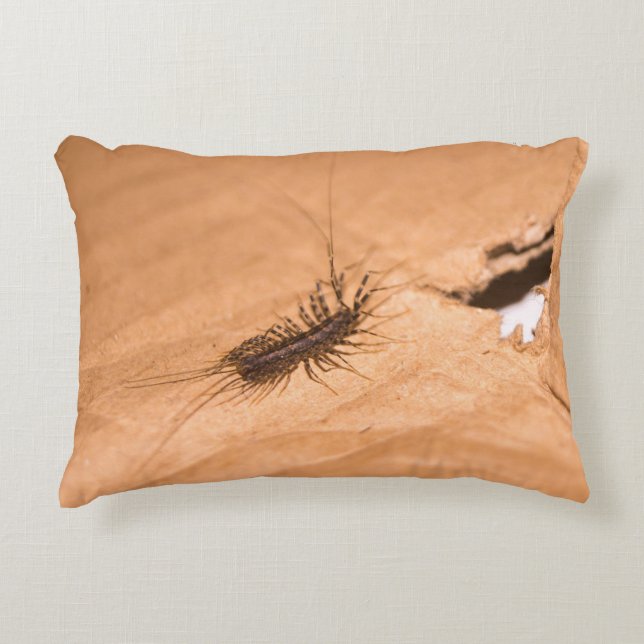 House Centipede Accent Pillow (Front)