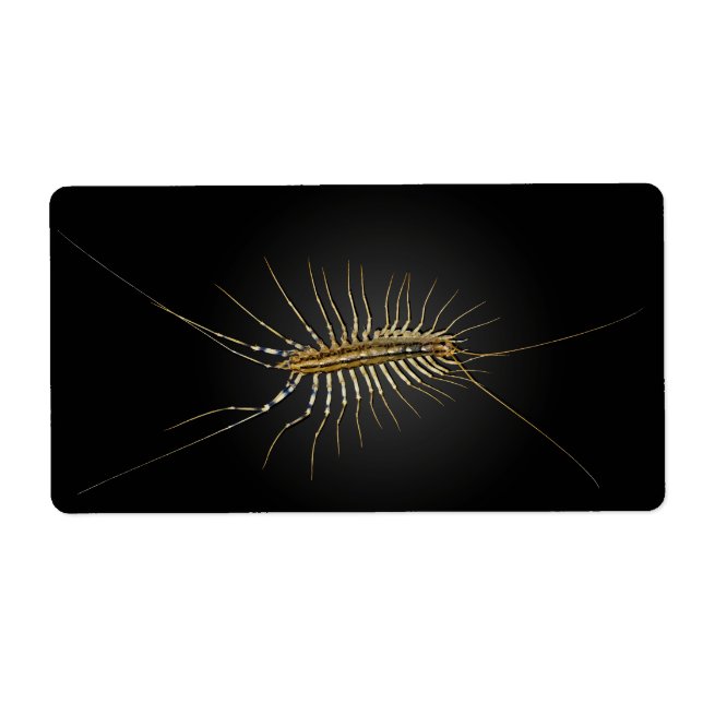 House Centipede Scutigera Coleoptrata (Front)