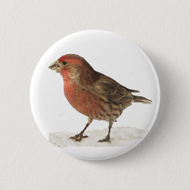 House Finch 2 Inch Round Button (Front)