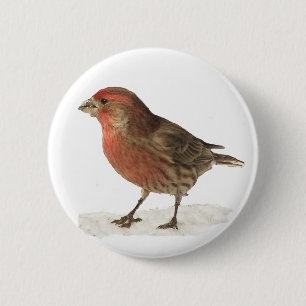 House Finch 2 Inch Round Button