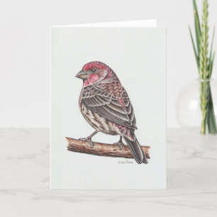 House Finch Art Card