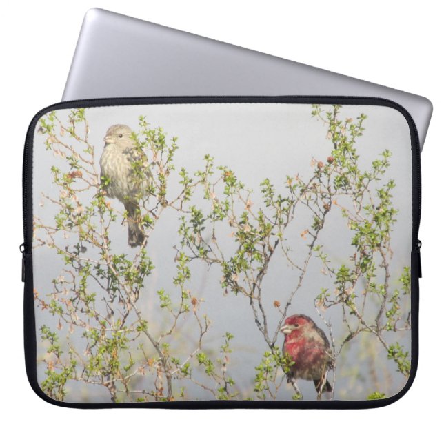 House Finch Couple Laptop Sleeve (Front)