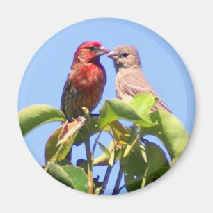 House Finch Couple Magnet