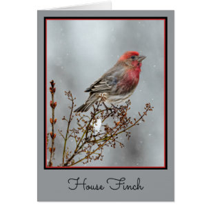 House Finch in Snow - Original Photograph