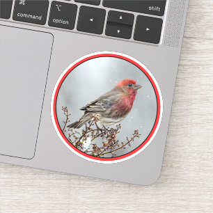 House Finch in Snow - Original Photograph