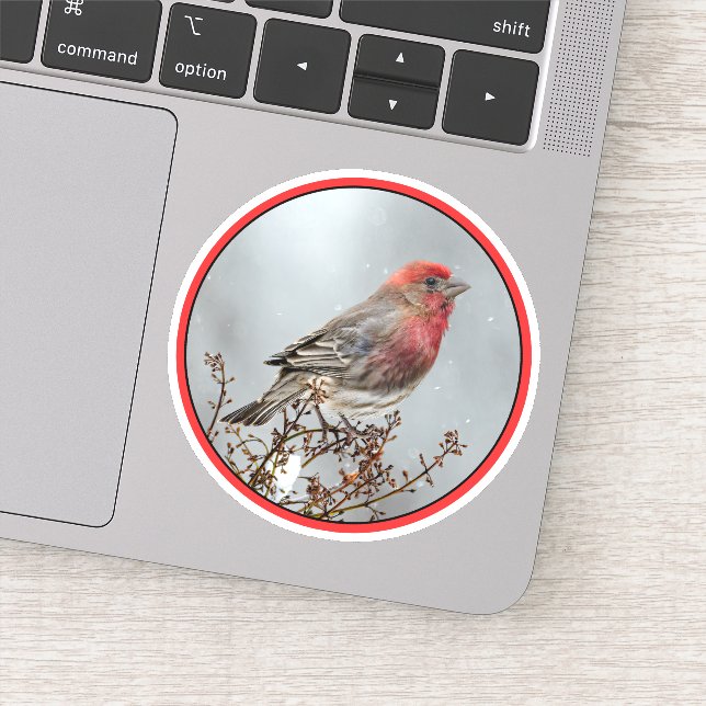 House Finch in Snow - Original Photograph (Detail)