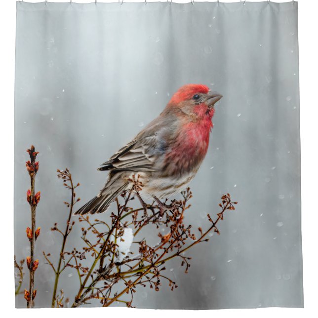 House Finch in Snow - Original Photograph (Front)