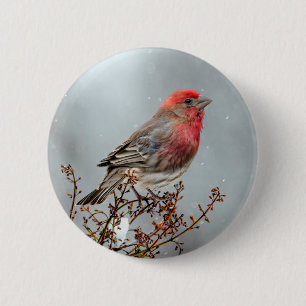 House Finch in Snow - Original Photograph 2 Inch Round Button