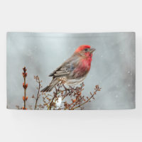 House Finch in Snow - Original Photograph