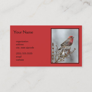House Finch in Snow - Original Photograph Business Card
