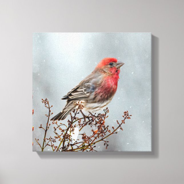 House Finch in Snow - Original Photograph Canvas Print (Front)
