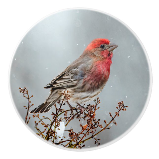House Finch in Snow - Original Photograph Ceramic Knob (Front)