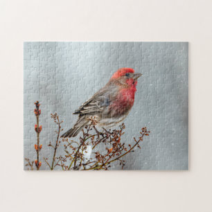 House Finch in Snow - Original Photograph Jigsaw Puzzle