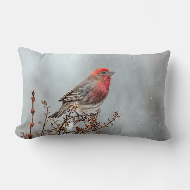 House Finch in Snow - Original Photograph Lumbar Pillow (Front)