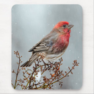 House Finch in Snow - Original Photograph Mouse Pad