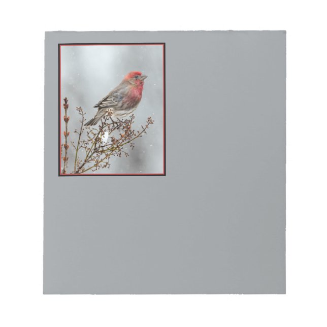 House Finch in Snow - Original Photograph Notepad (Front)