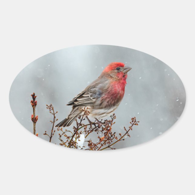 House Finch in Snow - Original Photograph Oval Sticker (Front)