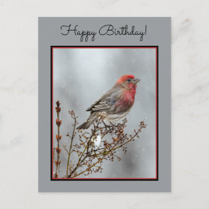 House Finch in Snow - Original Photograph Postcard