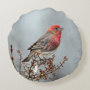 House Finch in Snow - Original Photograph Round Pillow