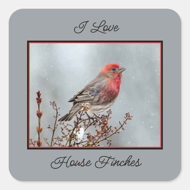 House Finch in Snow - Original Photograph Square Sticker (Front)