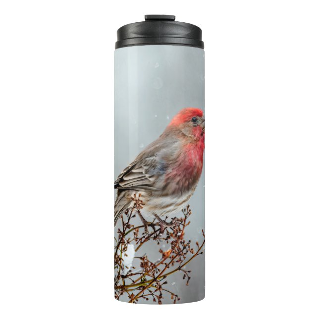 House Finch in Snow - Original Photograph Thermal Tumbler (Front)