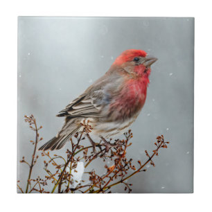 House Finch in Snow - Original Photograph Tile