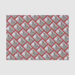 House Finch in Snow - Original Photograph Tissue Paper