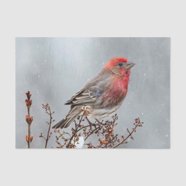 House Finch in Snow - Original Photograph Tissue Paper (Front)