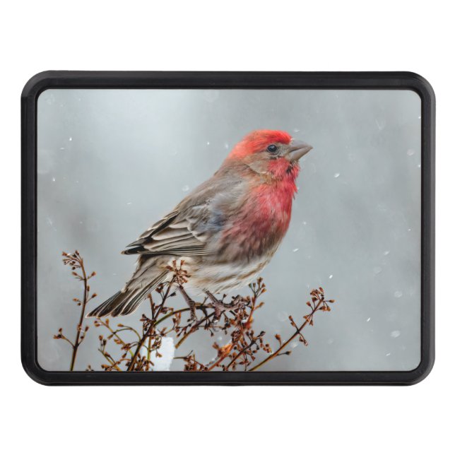 House Finch in Snow - Original Photograph Trailer Hitch Cover (Front)