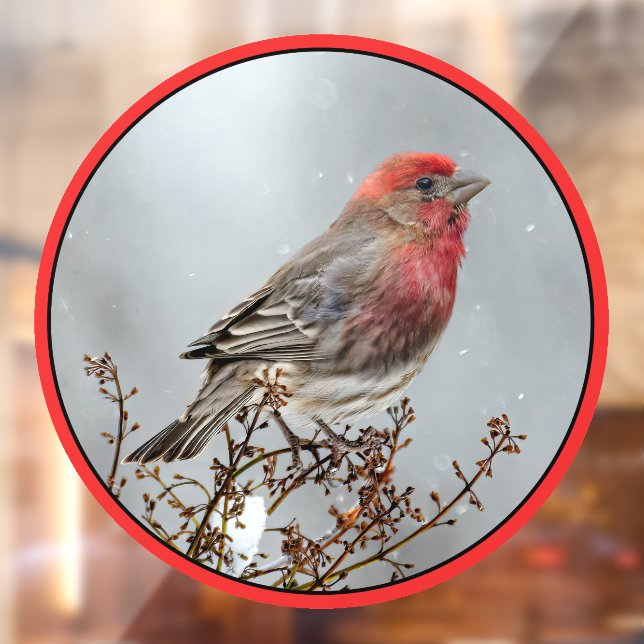 House Finch in Snow - Original Photograph Window Cling (Sheet 2)