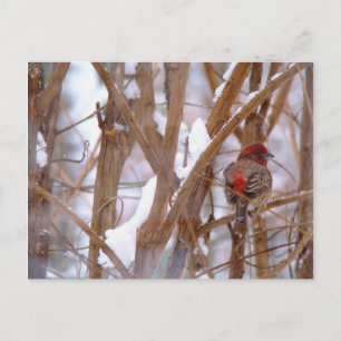 House Finch in Winter Scene Postcard