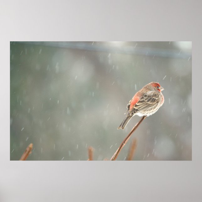 House Finch on a Branch Poster (Front)