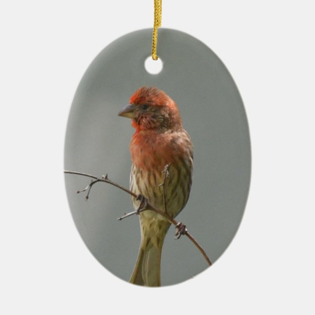 House Finch On A Limb. Ceramic Ornament (Front)