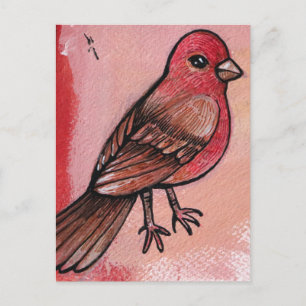 House Finch Postcard