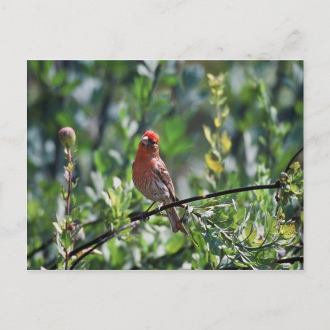 House Finch Postcard (Front)