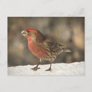House Finch Postcard