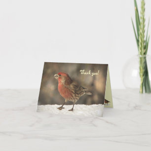 House Finch Thank You