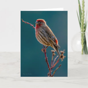 House Finch Thank You Card