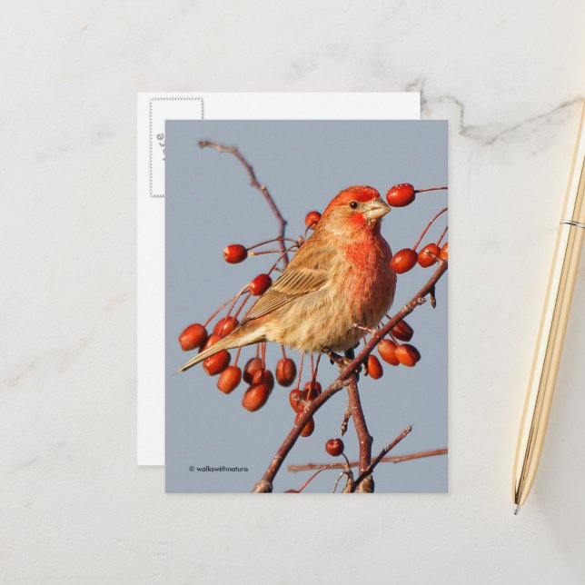 House Finch with Hawthorn Berries Postcard (Front/Back In Situ)