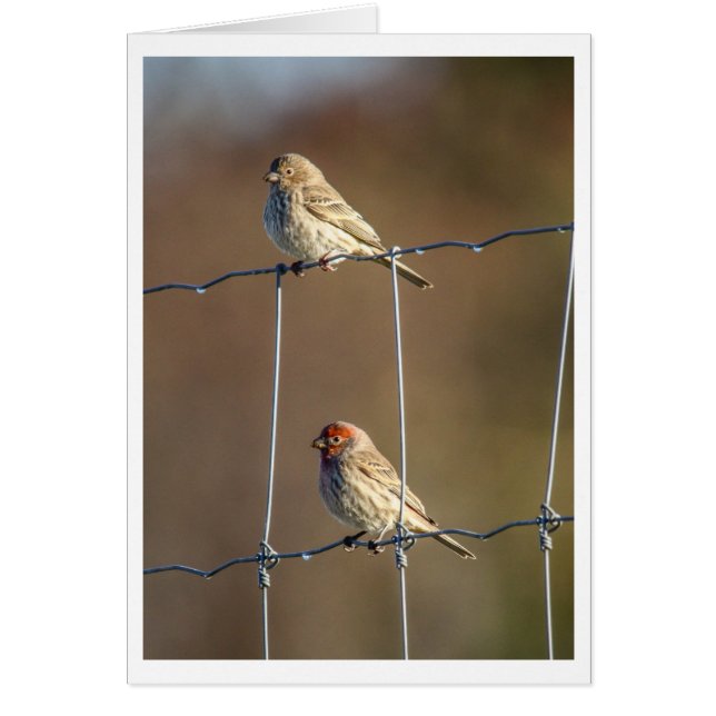 House Finches (Front)