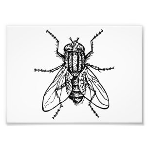 House Fly Photo Print