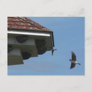 House Martins à Nest Box do-it-yourself carte post