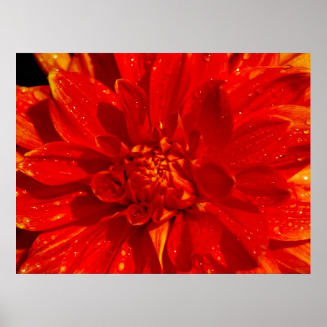 House of Orange dahlia Poster (Front)